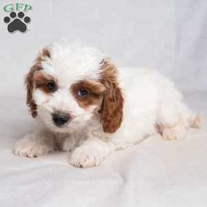 Franklyn, Cavapoo Puppy